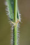 Hairy umbrella sedge